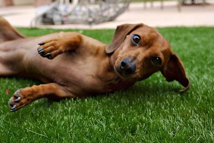 image of small dog on synlawn Las Vegas artificial grass for pets